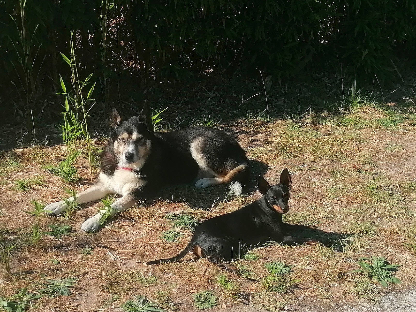 Dumbo a rejoint le concours — aidez-le/la à gagner de superbes lots ! canidae, carnivore, companion_dog, dog, dog_breed, grass, herding_dog, plant, sporting_group, tail, terrestrial_animal, working_animal, working_dog