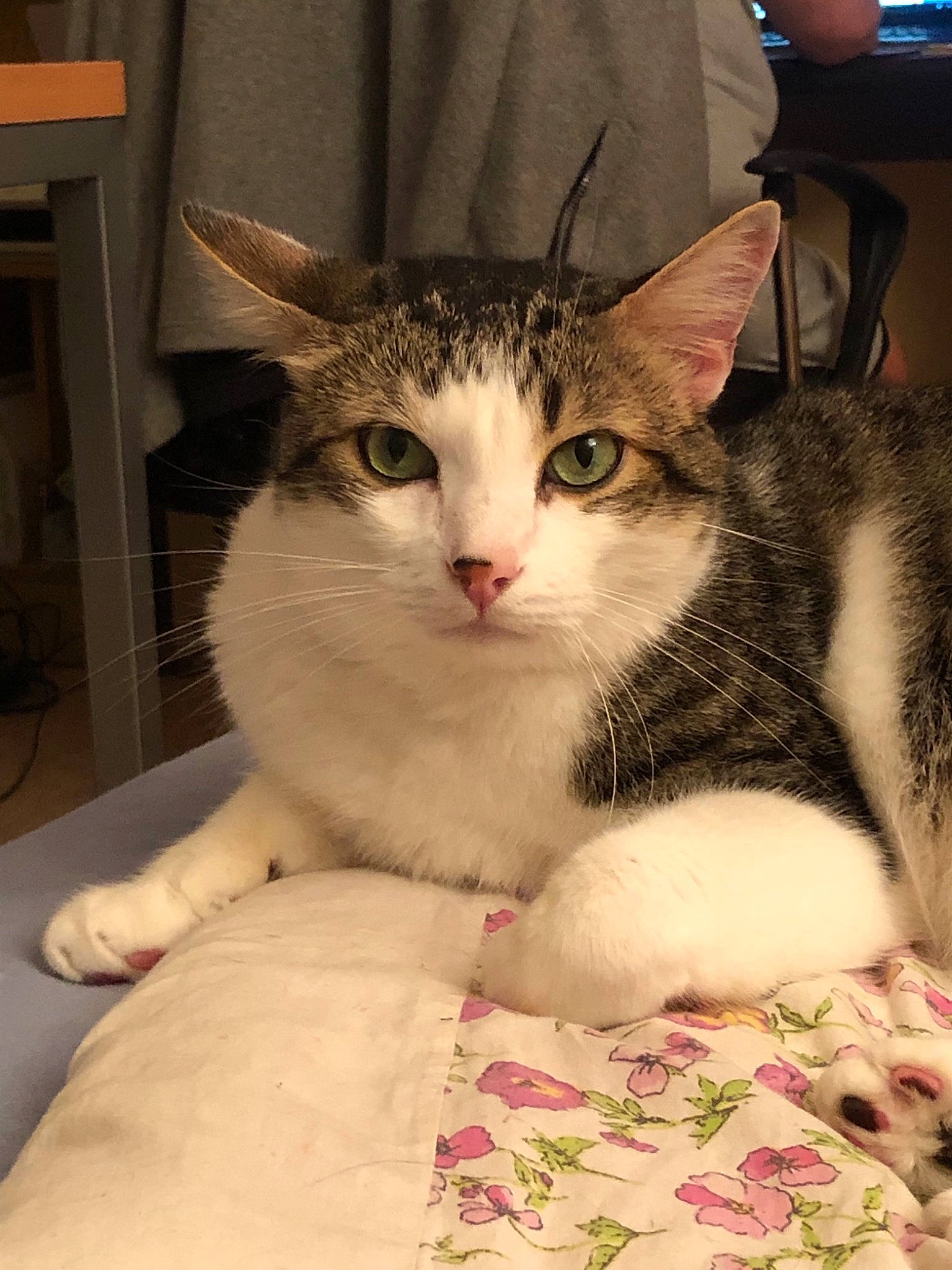 Grizouille participe au concours pour gagner de l'argent avec cette photo : aegean_cat, american_shorthair, american_wirehair, asian, australian_mist, burmilla, carnivore, cat, domestic_short_haired_cat, dragon_li, european_shorthair, felidae, kitten, mammal, ojos_azules, singapura, small_to_medium_sized_cats, tabby_cat, vertebrate, whiskers