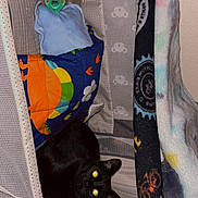 Scooterr is registered to the contest to win money with this photo: baby, blanket, bassinet, black_cat, cat, pacifier, sleeping, indoors, cozy, polka_dot, quilt, curious, feline, soft_toys, fabric, pet, resting, home, cute, comfort