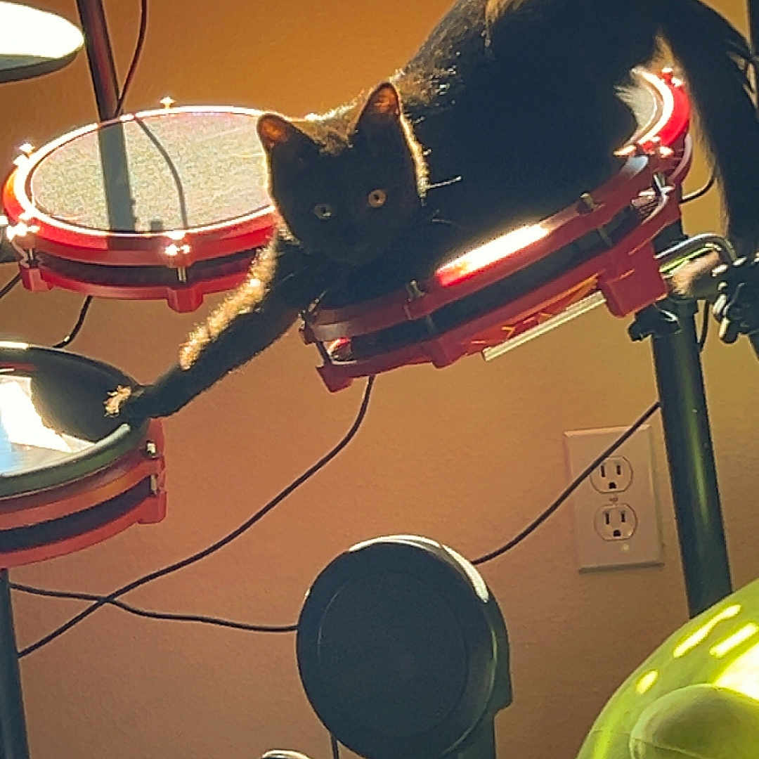 Scooterr joined the competition — help win amazing prizes! animal, black_cat, cables, cat, electronic_drum_pad, electronic_drum_set, feline, indoor, music_room, musical_equipment, musical_instrument, paw, pet, power_outlet, relaxing, room, shadow, stretching, sunlight, window