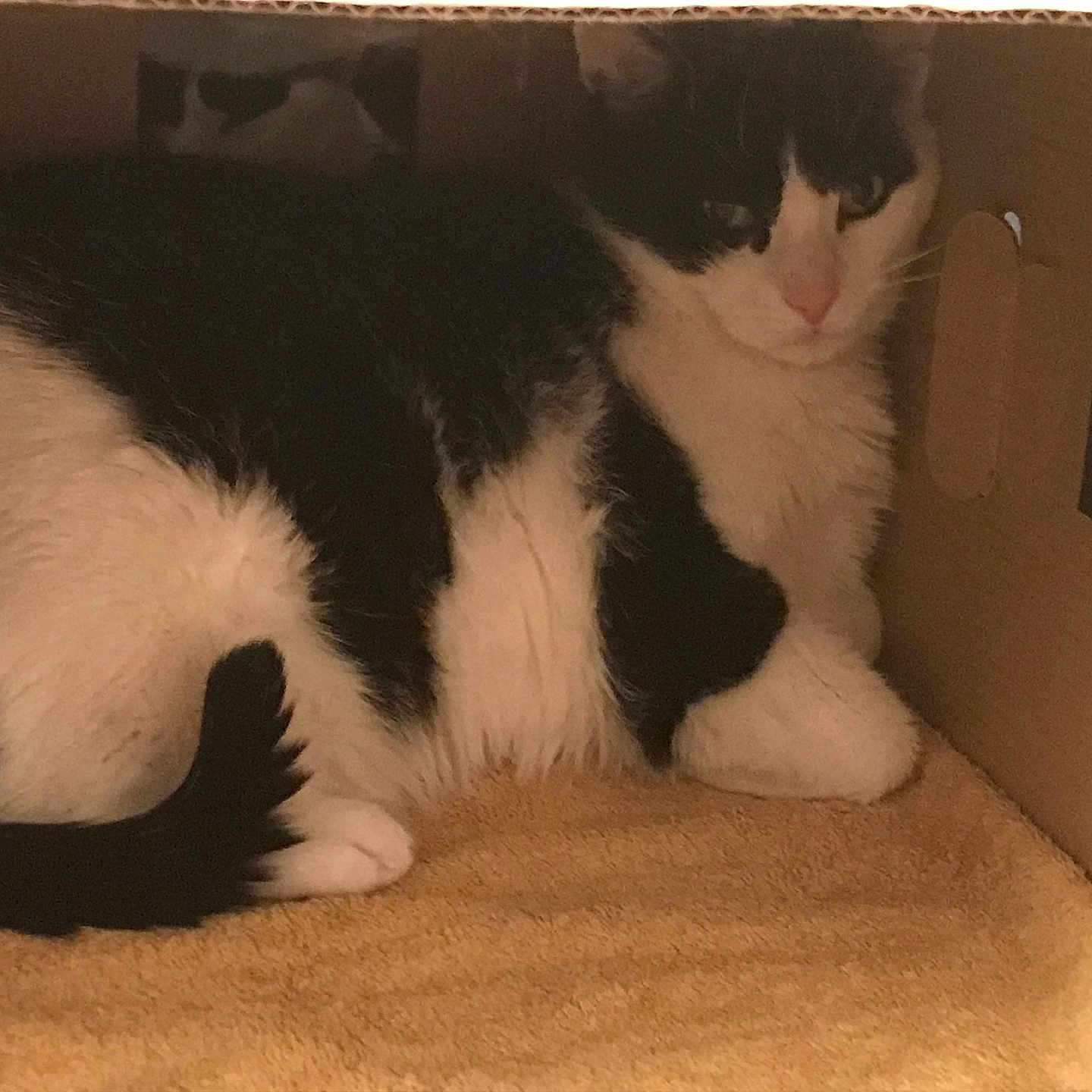 Boubies participe au concours pour gagner de l'argent avec cette photo : animal, architecture, bed, box, building, cardboard, carton, cat, couch, face, furniture, head, indoors, kitten, livingroom, manx, person, pet, room, sleeping