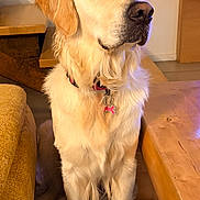 Vini a rejoint le concours — aidez-le/la à gagner de superbes lots ! golden_retriever, dog, indoor, pet, furniture, couch, table, collar, fur, carpet, domestic, animal, sitting, calm, portrait, household, light, side_view, floor, relaxed