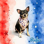 Rufus is registered to the contest to win money with this photo: dog, bandana, painted_nails, patriotic, red, white, blue, stars, background, pet_grooming, portrait, cute, small_dog, sitting, canine, fur, animal, decorative, colorful, advertisement