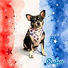dog, bandana, painted_nails, patriotic, red, white, blue, stars, background, pet_grooming, portrait, cute, small_dog, sitting, canine, fur, animal, decorative, colorful, advertisement