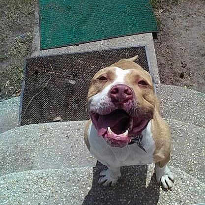 Major is registered to the contest to win money with this photo: