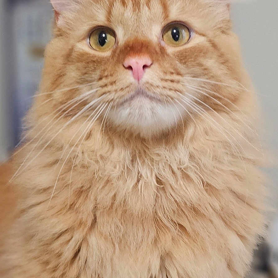 Snarf joined the competition — help win amazing prizes! abyssinian, angora, animal, cat, hardwood, kitten, manx, pet, plywood, siamese, snout, wood