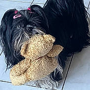 Lotus participe au concours pour gagner de l'argent avec cette photo : adorable, animal, black, companion, cute, dog, domestic, floor, fur, hair_ties, indoor, looking, lying_down, pet, playful, small_dog, teddy_bear, tile, toy, white