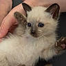 kitten, cat, siamese_cat, feline, pet, animal, fluffy, cream_fur, dark_points, blue_eyes, ears, whiskers, paws, lying_down, being_held, human_hand, indoor, close_up, portrait, cute