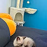 cat, kitten, siamese_cat, sleeping, pet, animal, feline, couch, sofa, orange_cushion, cat_tree, scratching_post, hanging_toy, indoor, home, blue_wall, cozy, fluffy, cute, relaxed