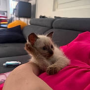 Boubou participe au concours pour gagner de l'argent avec cette photo : kitten, cat, siamese_cat, pet, animal, fluffy, blue_eyes, sitting, lying_down, lap, person, pink_blanket, sofa, couch, living_room, indoors, window, sunlight, portrait, cute