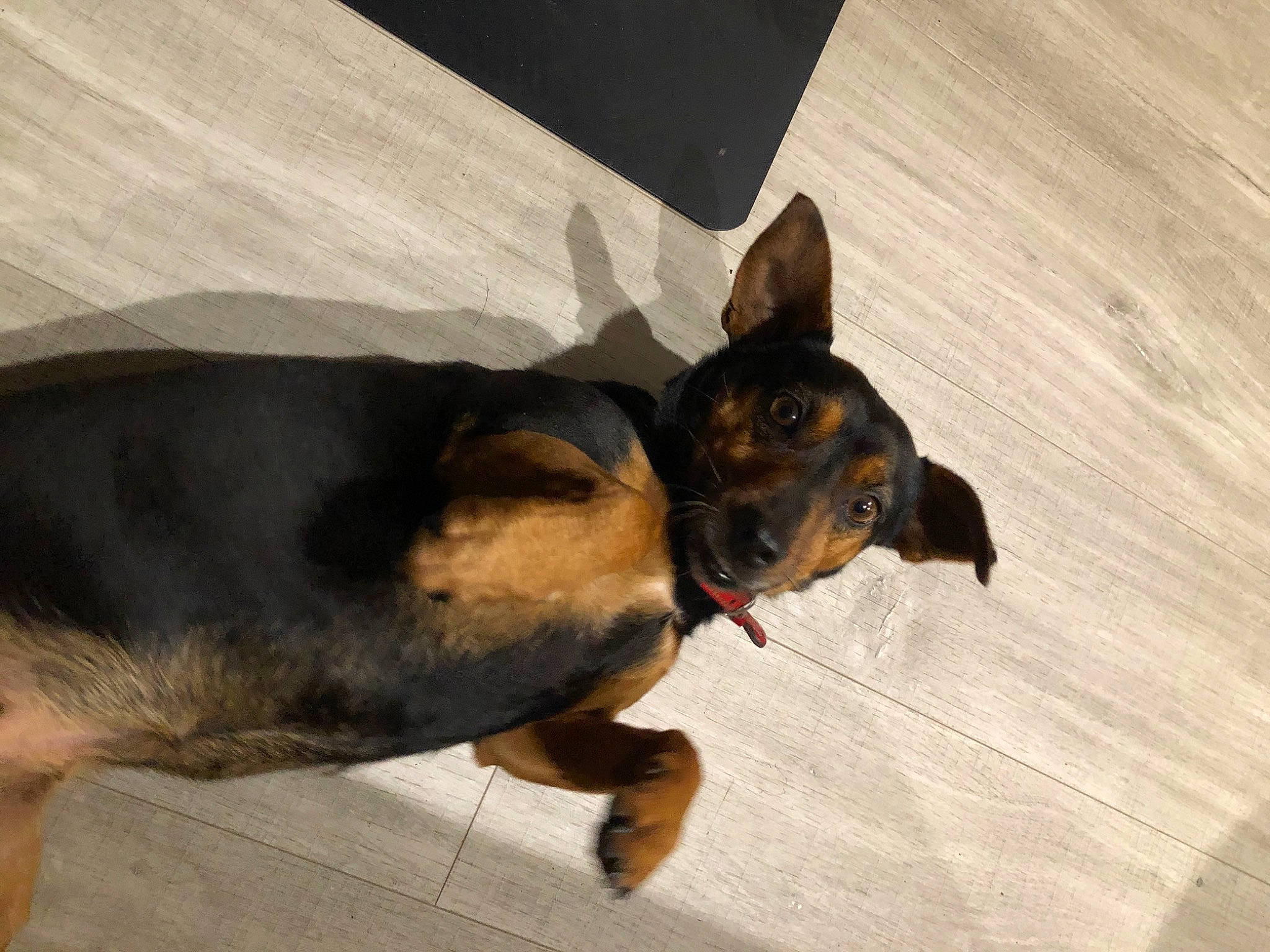 Hester participe au concours pour gagner de l'argent avec cette photo : canidae, carnivore, comfort, companion_dog, dog, dog_breed, ear, fawn, guard_dog, paw, prazsky_krysarik, snout, sporting_group, terrestrial_animal, toy_dog, whiskers, working_animal, working_dog