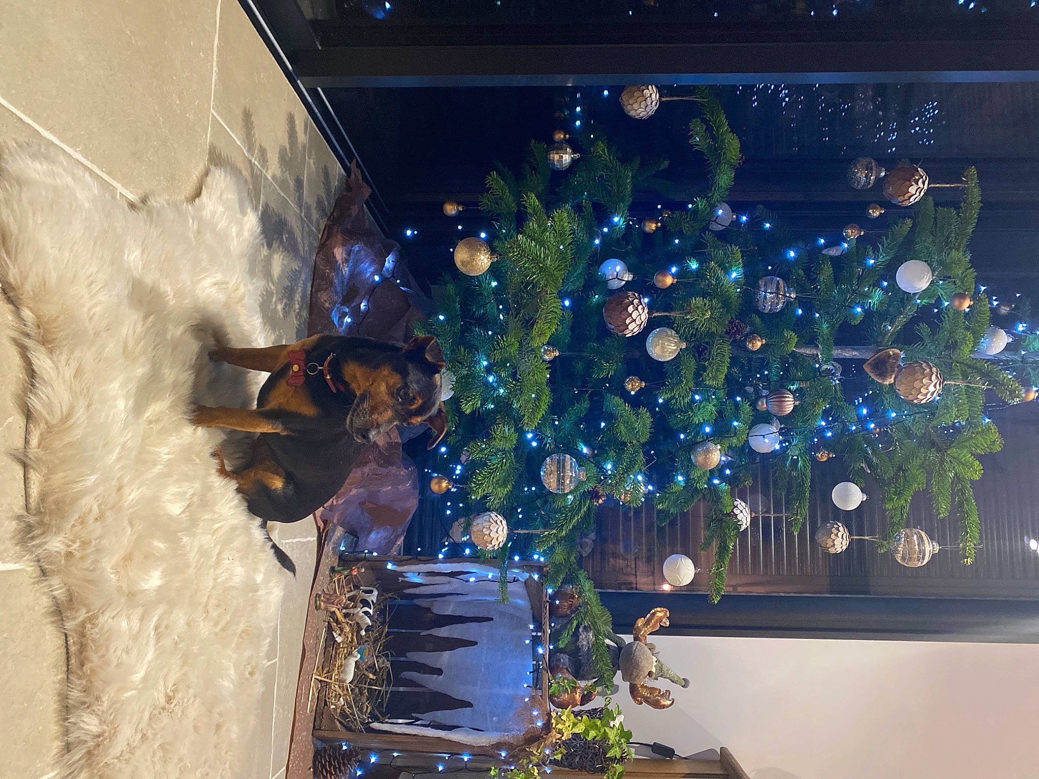 Hester a rejoint le concours — aidez-le/la à gagner de superbes lots ! christmas, christmas_decoration, christmas_eve, christmas_lights, christmas_ornament, christmas_tree, conifer, electric_blue, event, evergreen, glass, holiday, holiday_ornament, interior_design, ornament, plant, space, tree, window, winter