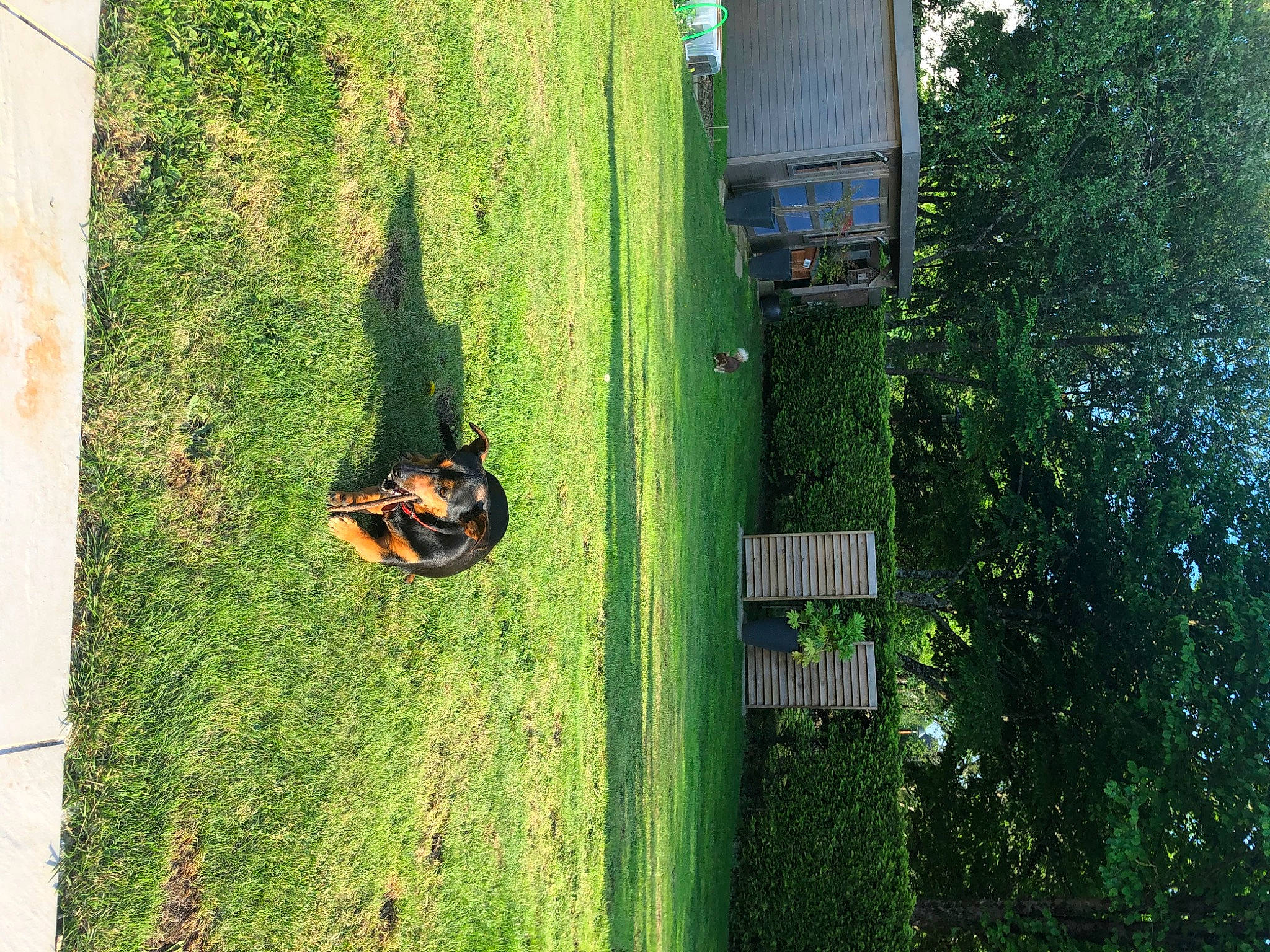 Hester a rejoint le concours — aidez-le/la à gagner de superbes lots ! door, grass, grass_family, house, landscape, lawn, natural_environment, plant, shade, shrub, sunlight, tints_and_shades, tire, tree, trunk, vegetation, vertebrate, window, wood, woody_plant