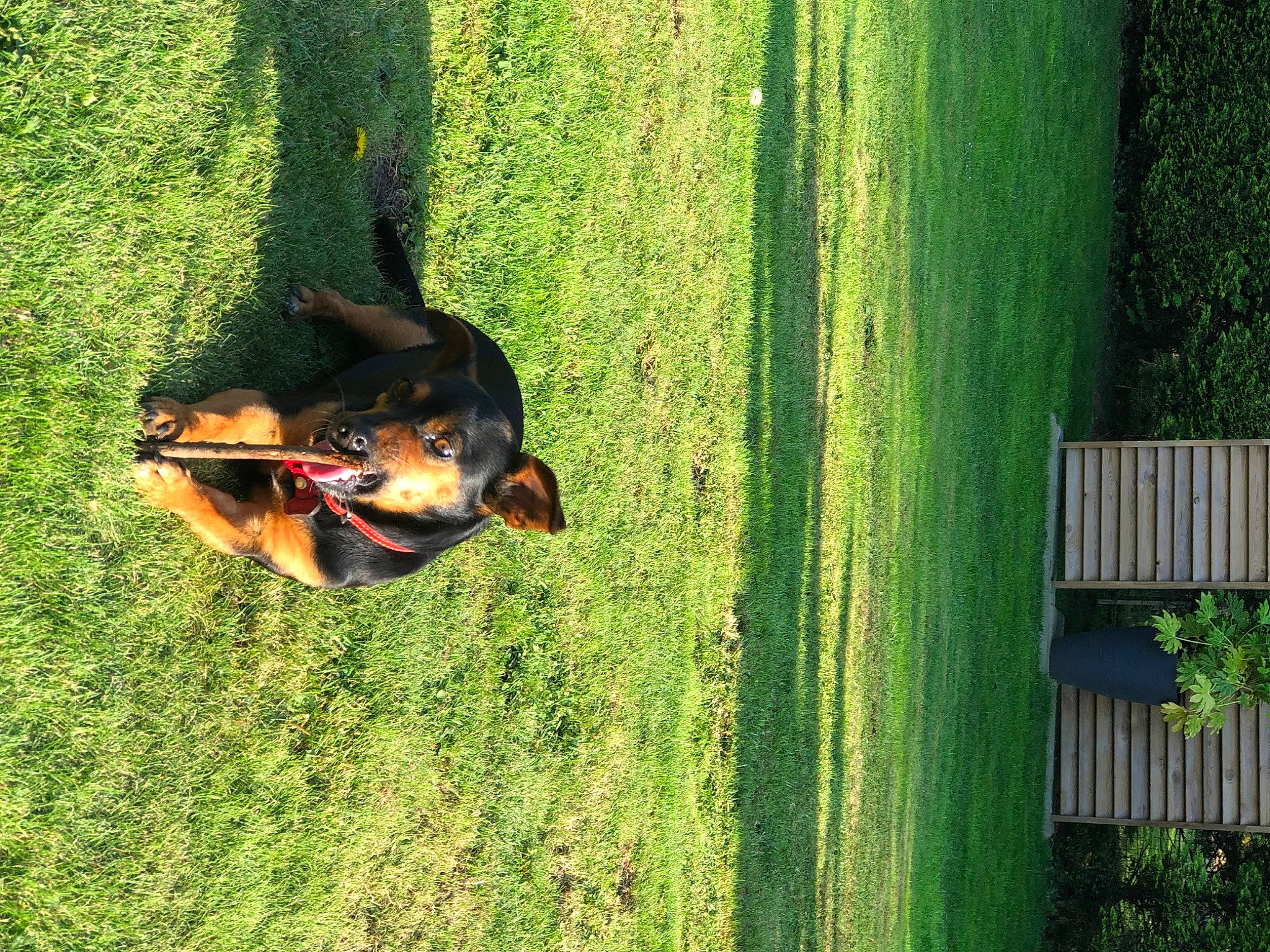 Hester participe au concours pour gagner de l'argent avec cette photo : carnivore, dobermann, dog, dog_breed, garden, grass, green, guard_dog, heat, landscape, people_in_nature, plant, shrub, tail, terrestrial_animal, terrestrial_plant, tints_and_shades, tree, trunk, wood