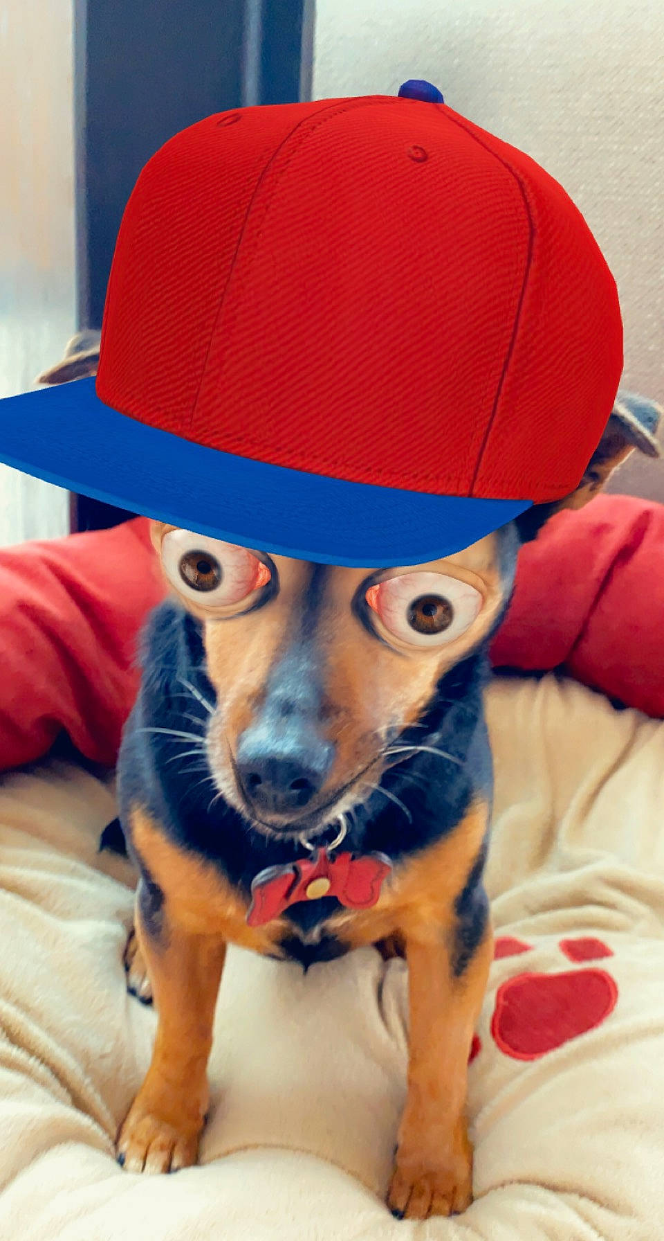 Hester a rejoint le concours — aidez-le/la à gagner de superbes lots ! cap, carnivore, companion_dog, costume_hat, dog, dog_breed, dog_clothes, dog_supply, fawn, fedora, hat, headgear, party_hat, personal_protective_equipment, snout, sporting_group, sun_hat, sunglasses, whiskers, working_animal