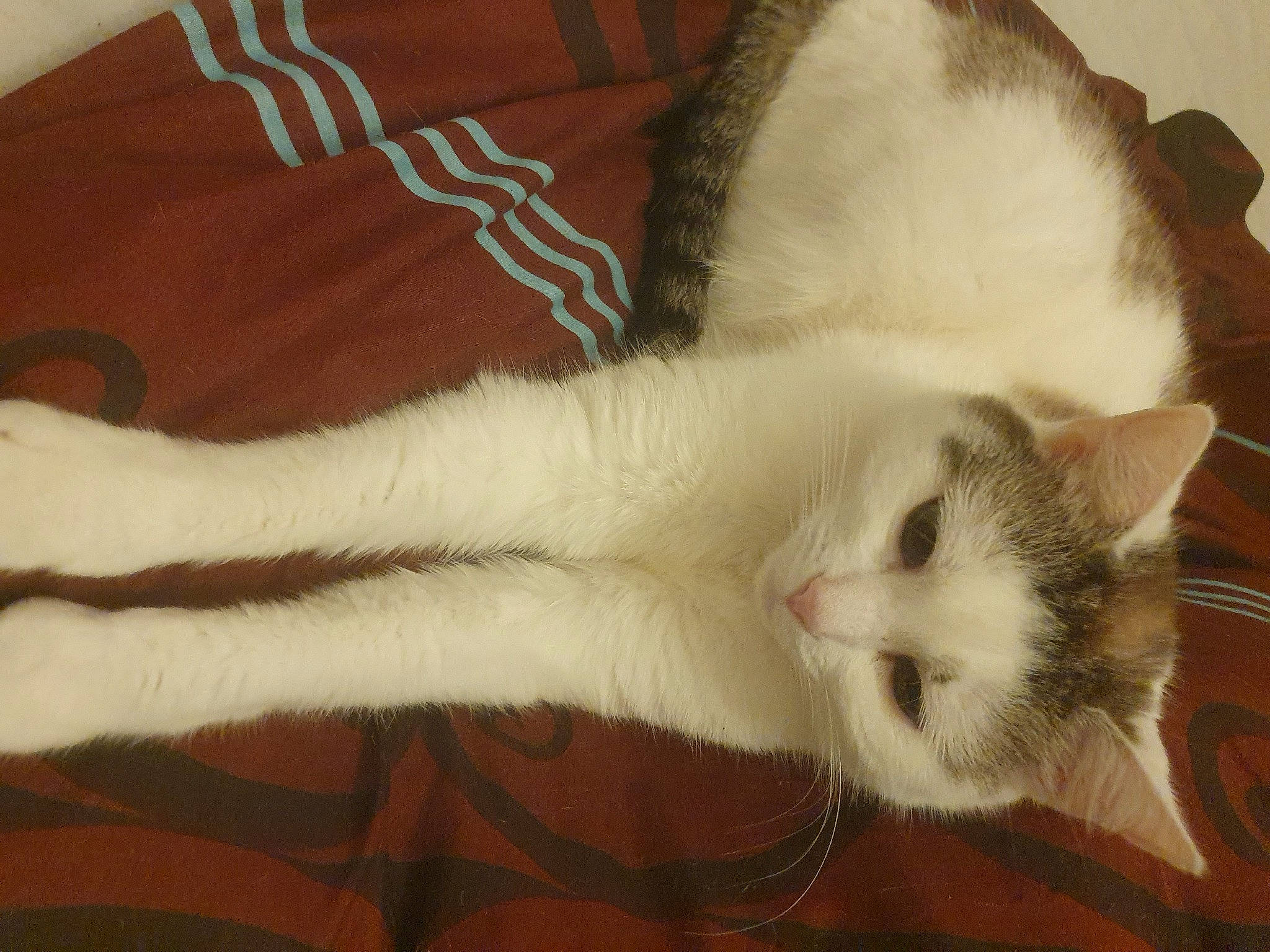 Chance a rejoint le concours — aidez-le/la à gagner de superbes lots ! balinese, carnivore, cat, claw, comfort, domestic_short_haired_cat, fawn, felidae, fur, paw, small_to_medium_sized_cats, snout, tail, whiskers