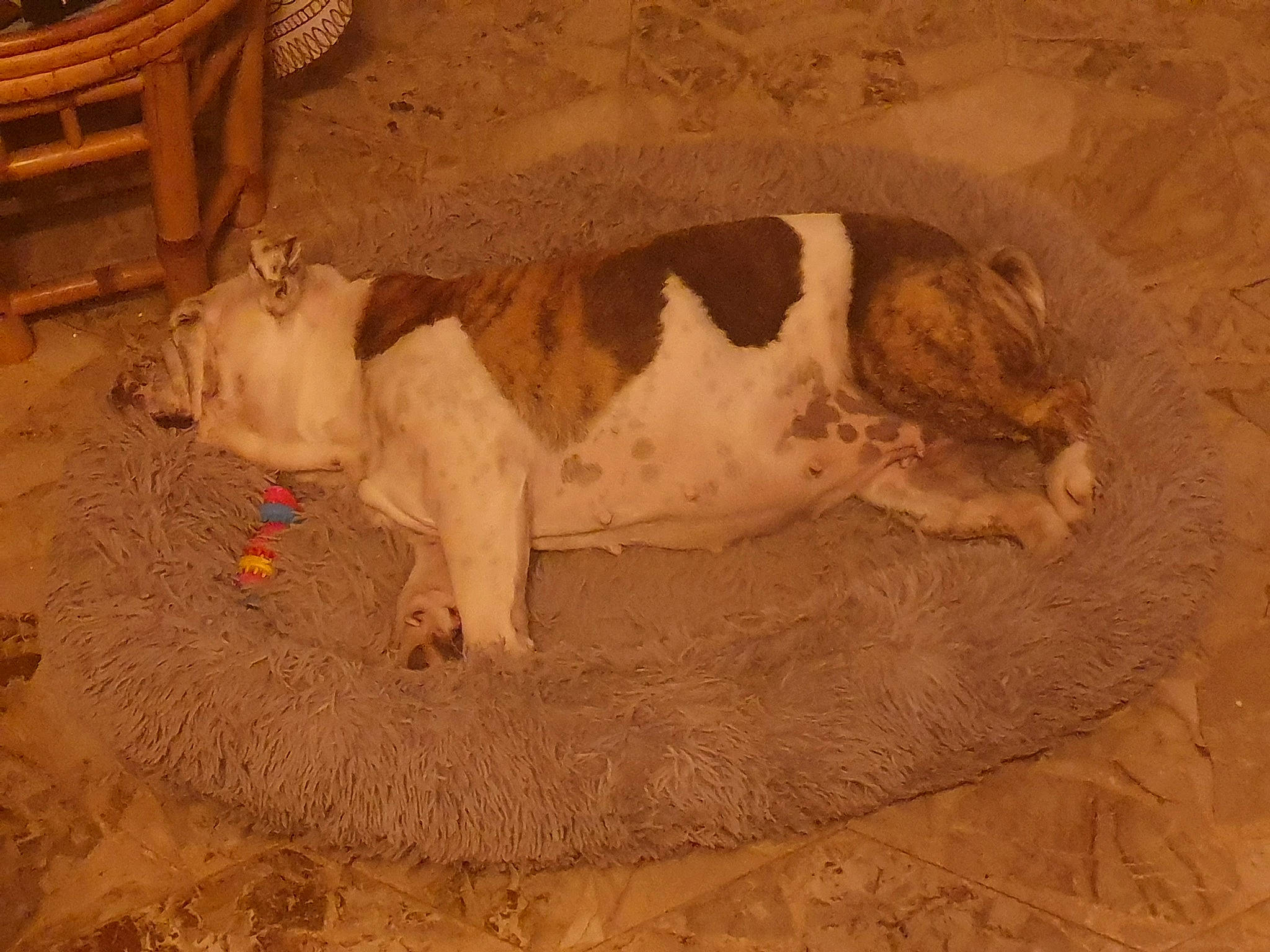 O'Juliet a rejoint le concours — aidez-le/la à gagner de superbes lots ! art, artifact, barrel, big_cats, canidae, carnivore, dog_breed, fawn, felidae, flooring, history, lion, sculpture, snout, sporting_group, tail, terrestrial_animal, wildlife, wood, working_animal