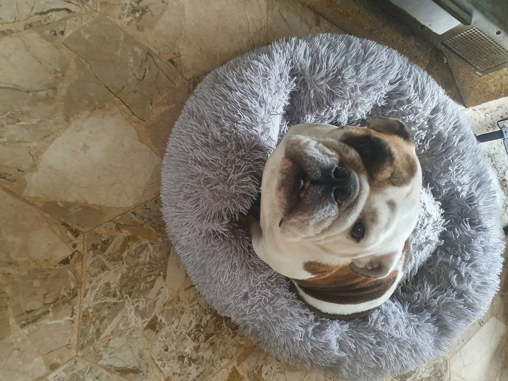 O'Juliet participe au concours pour gagner de l'argent avec cette photo : auto_part, automotive_wheel_system, canidae, carnivore, comfort, companion_dog, dog, dog_breed, fawn, fur, pet_supply, snout, soil, sporting_group, terrestrial_animal, toy_dog, whiskers, wood, working_animal, wrinkle