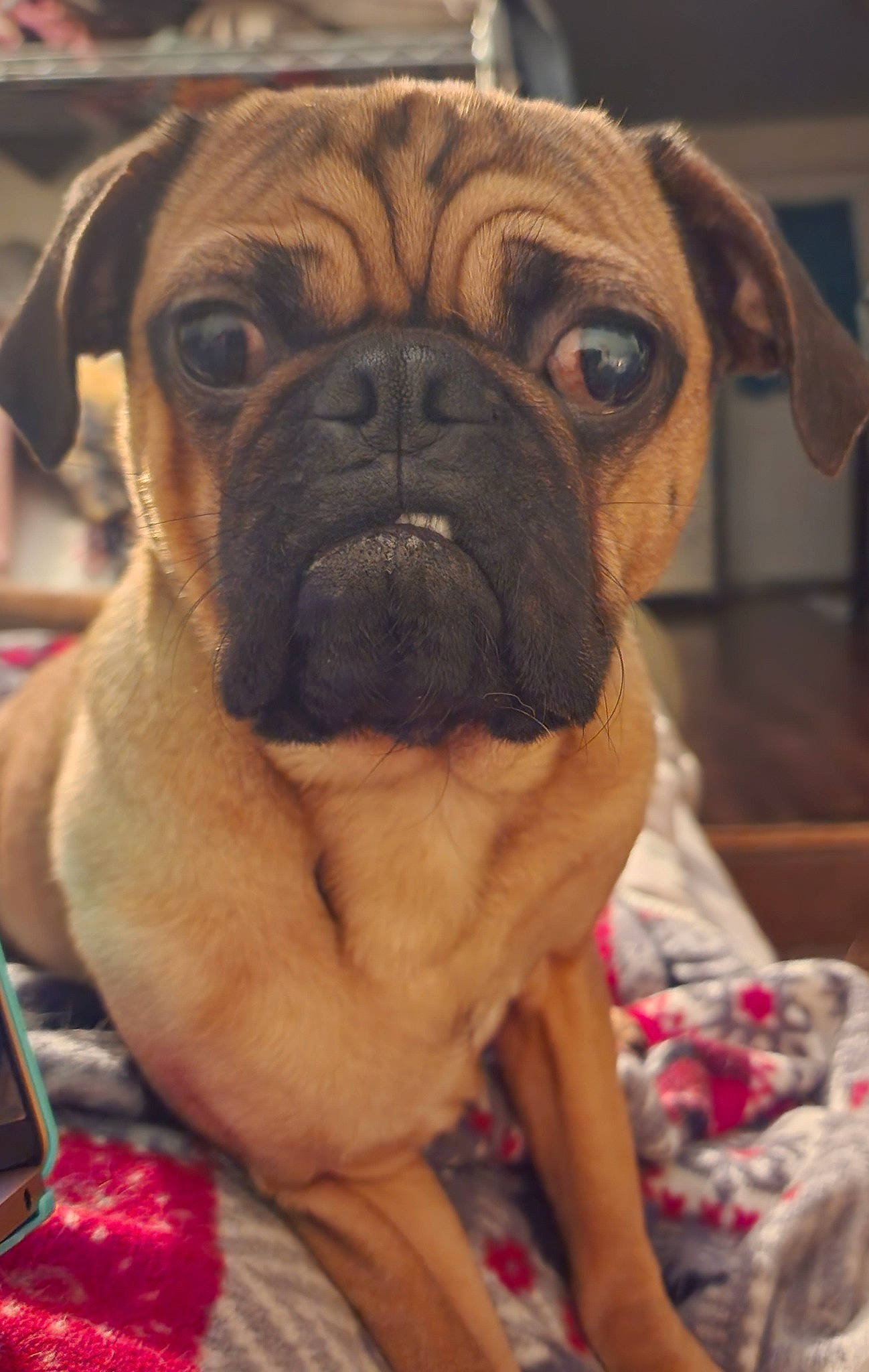 Teddy Bear joined the competition — help win amazing prizes! canidae, carnivore, communication_device, companion_dog, dog, dog_breed, fawn, mobile_device, mobile_phone, non_sporting_group, portable_communications_device, pug, puppy, snout, sporting_group, toy_dog, whiskers, working_animal, working_dog, wrinkle