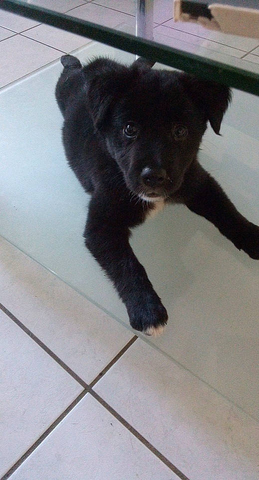 Roxy participe au concours pour gagner de l'argent avec cette photo : borador, canidae, carnivore, companion_dog, dog, dog_breed, floor, flooring, fur, liver, non_sporting_group, snout, sporting_group, tail, terrestrial_animal, tile, tile_flooring, whiskers, working_animal