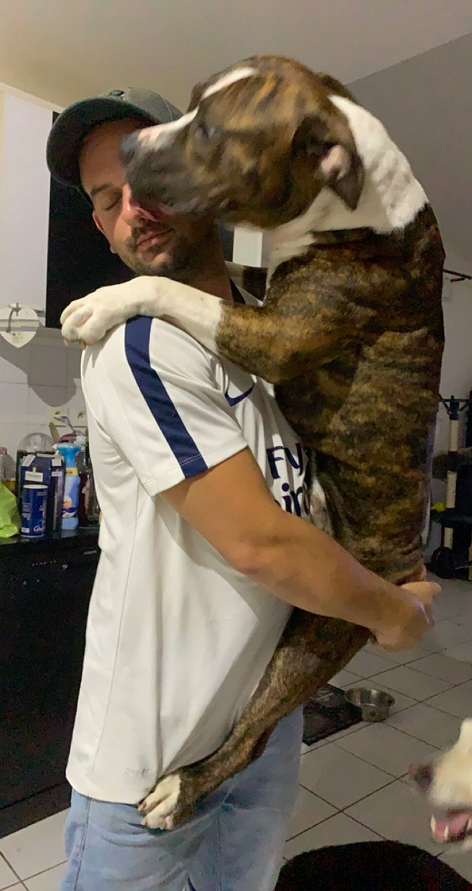 Pongo participe au concours pour gagner de l'argent avec cette photo : bag, canidae, carnivore, companion_dog, dog, dog_breed, eyewear, fawn, fur, hug, human_leg, luggage_and_bags, military_camouflage, room, sporting_group, sportswear, t_shirt, thigh, uniform, working_animal