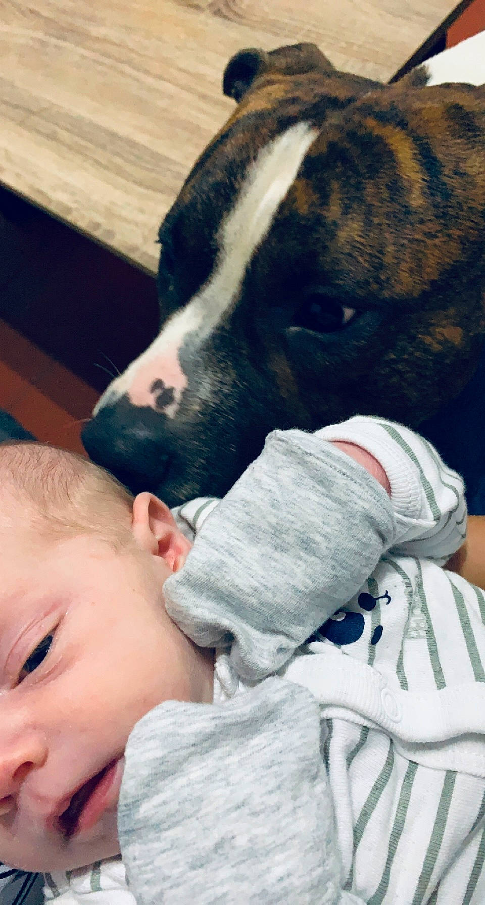 Pongo a rejoint le concours — aidez-le/la à gagner de superbes lots ! baby, carnivore, collar, comfort, companion_dog, dog, dog_breed, dog_collar, dog_supply, fawn, fur, gesture, happy, head, nose, organ, snout, sporting_group, toddler, working_animal