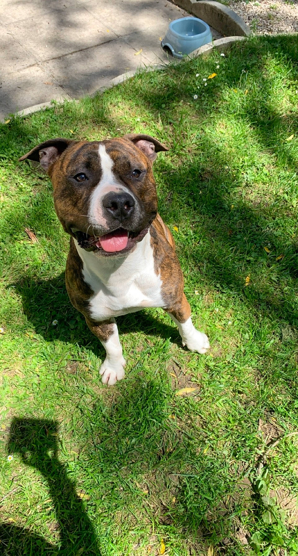 Pongo a rejoint le concours — aidez-le/la à gagner de superbes lots ! art, canidae, carnivore, companion_dog, dog, dog_breed, dog_collar, fawn, grass, groundcover, hunting_dog, non_sporting_group, plant, puppy, sporting_group, whiskers, working_animal, working_dog