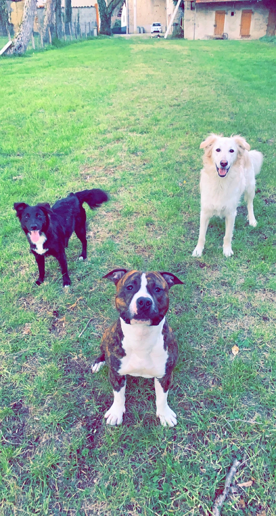 Orka a rejoint le concours — aidez-le/la à gagner de superbes lots ! art, canidae, carnivore, companion_dog, dog, dog_breed, fawn, grass, grassland, green, hunting_dog, non_sporting_group, plant, sporting_group, tail, working_animal, working_dog