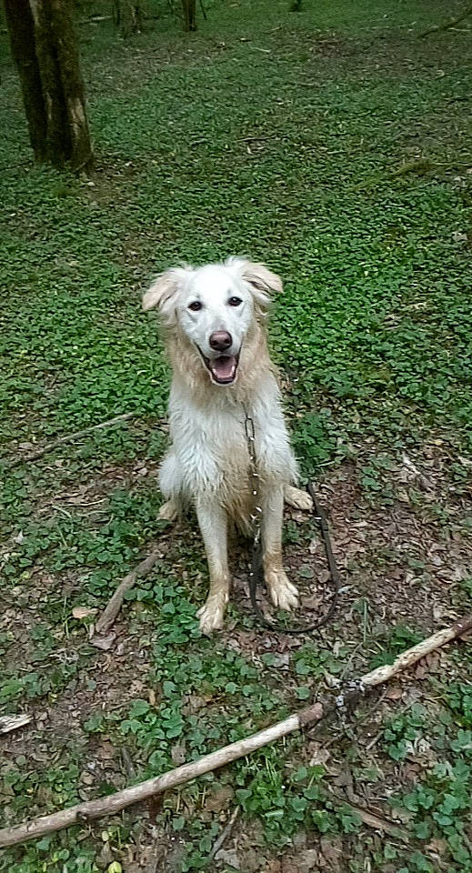 Orka participe au concours pour gagner de l'argent avec cette photo : canidae, carnivore, companion_dog, dog, dog_breed, grass, plant, sporting_group, tail, terrestrial_animal, working_animal, working_dog
