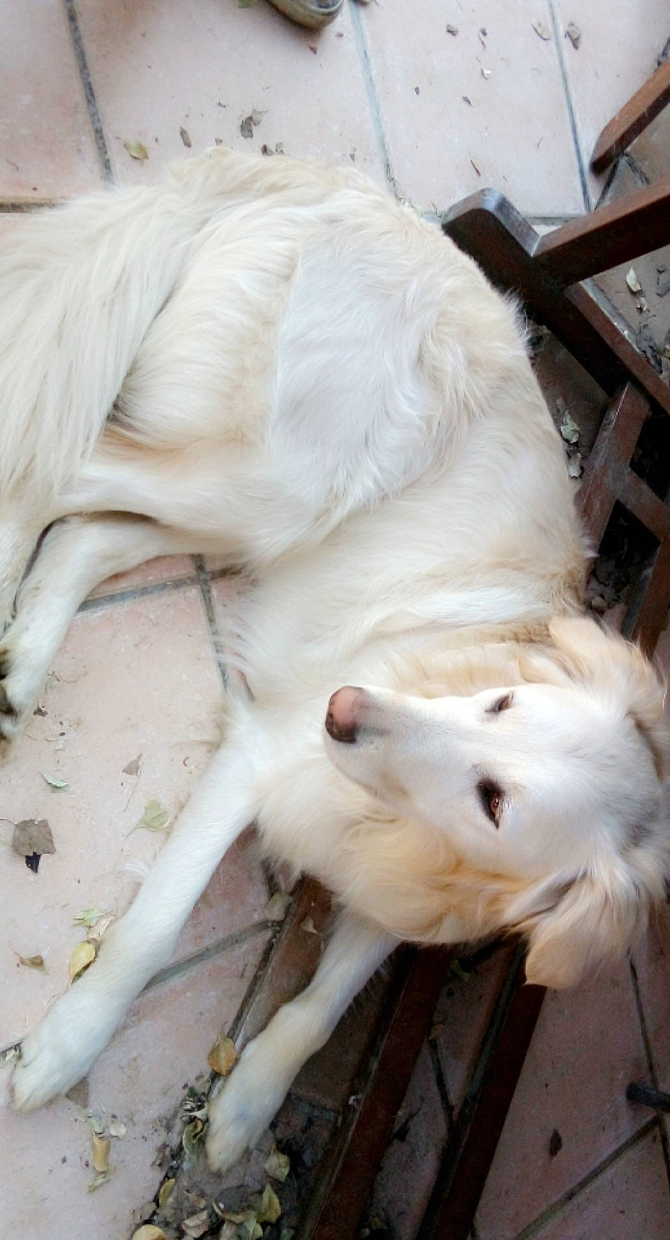 Orka a rejoint le concours — aidez-le/la à gagner de superbes lots ! canidae, carnivore, claw, companion_dog, dog, dog_breed, fawn, fur, gun_dog, paw, pet_supply, retriever, snout, sporting_group, tail, terrestrial_animal, whiskers, working_animal