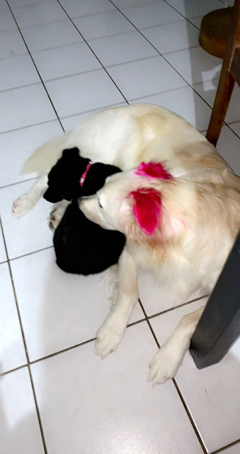 Orka participe au concours pour gagner de l'argent avec cette photo : carnivore, collar, companion_dog, dog, dog_breed, dog_collar, dog_supply, fawn, felidae, flooring, fur, leash, liver, paw, pet_supply, small_to_medium_sized_cats, snout, tail, toy_dog, whiskers