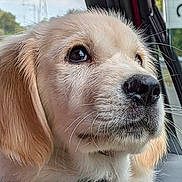 Monoco participe au concours pour gagner de l'argent avec cette photo : dog, puppy, golden_retriever, close_up, car_interior, window, fur, nose, whiskers, eyes, pet, animal, cute, young, canine, portrait, looking, soft_light, seatbelt, calm