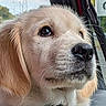 dog, puppy, golden_retriever, close_up, car_interior, window, fur, nose, whiskers, eyes, pet, animal, cute, young, canine, portrait, looking, soft_light, seatbelt, calm