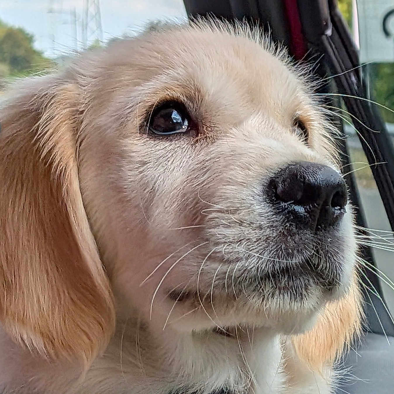 Monoco participe au concours pour gagner de l'argent avec cette photo : dog, puppy, golden_retriever, close_up, car_interior, window, fur, nose, whiskers, eyes, pet, animal, cute, young, canine, portrait, looking, soft_light, seatbelt, calm