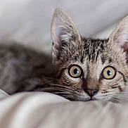 Bingo is registered to the contest to win money with this photo: kitten, cat, tabby, animal, pet, cute, eyes, fur, whiskers, bed, blanket, cozy, indoor, closeup, resting, young, small, domestic_cat, mammal, feline