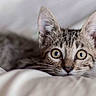 kitten, cat, tabby, animal, pet, cute, eyes, fur, whiskers, bed, blanket, cozy, indoor, closeup, resting, young, small, domestic_cat, mammal, feline