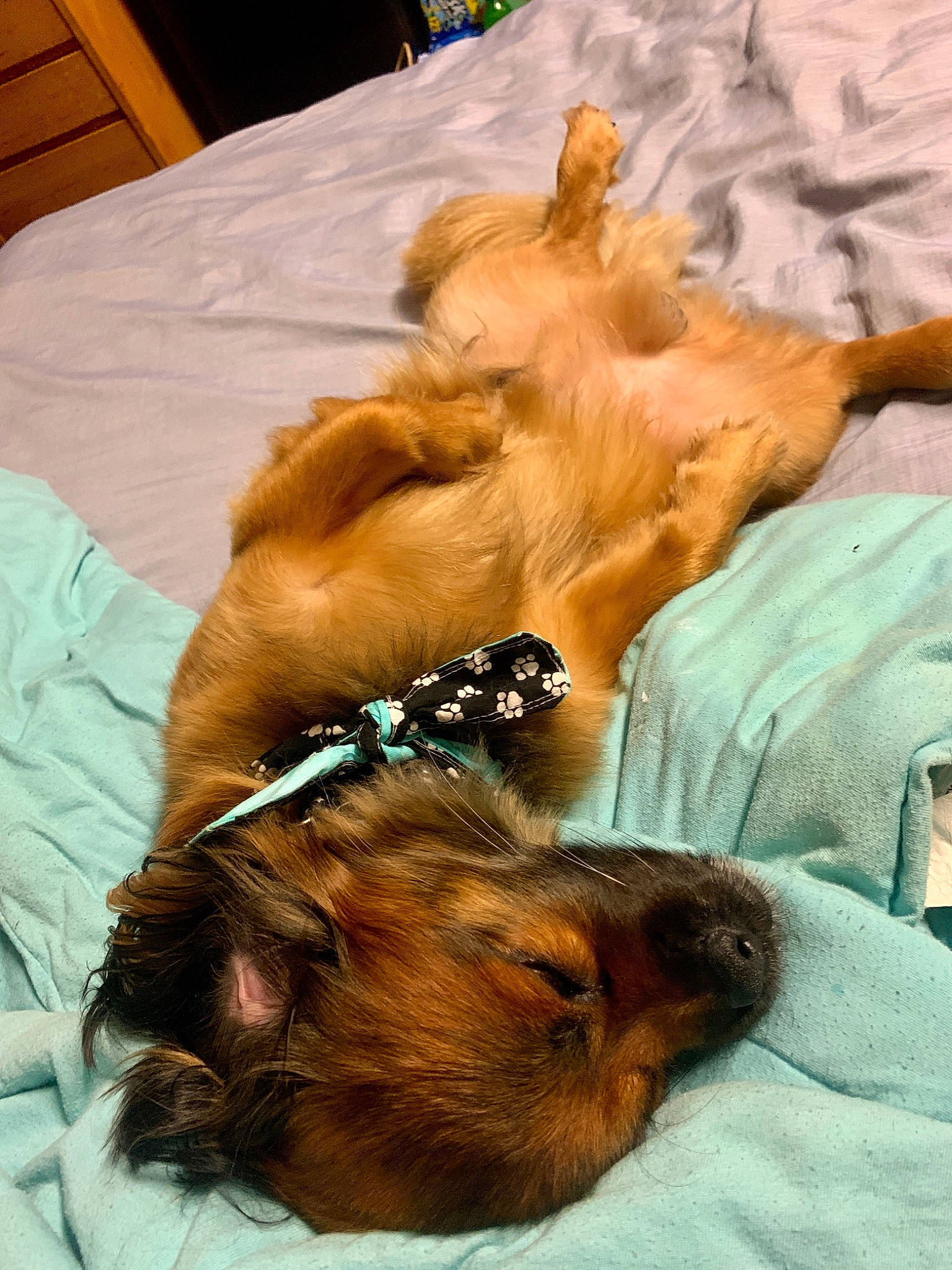 Toby is registered to the contest to win money with this photo: bed, canidae, carnivore, claw, comfort, companion_dog, dog, dog_breed, dog_supply, ear, fawn, felidae, fur, liver, paw, snout, sporting_group, toy_dog, whiskers, working_animal