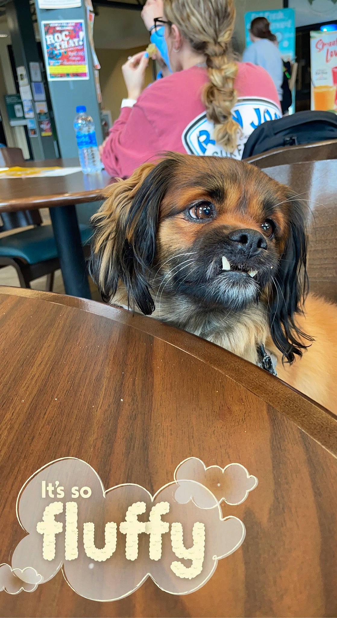 Toby joined the competition — help win amazing prizes! canidae, carnivore, chair, companion_dog, dog, dog_breed, dog_supply, eyewear, fawn, flooring, font, fur, hardwood, hat, liver, snout, sporting_group, table, toy_dog, wood