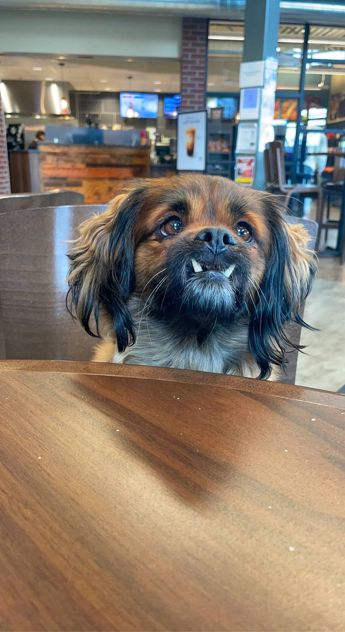Toby joined the competition — help win amazing prizes! canidae, carnivore, companion_dog, dog, dog_breed, dog_supply, fawn, flooring, fur, hardwood, liver, pekingese, snout, sporting_group, table, toy_dog, varnish, whiskers, wood, working_animal