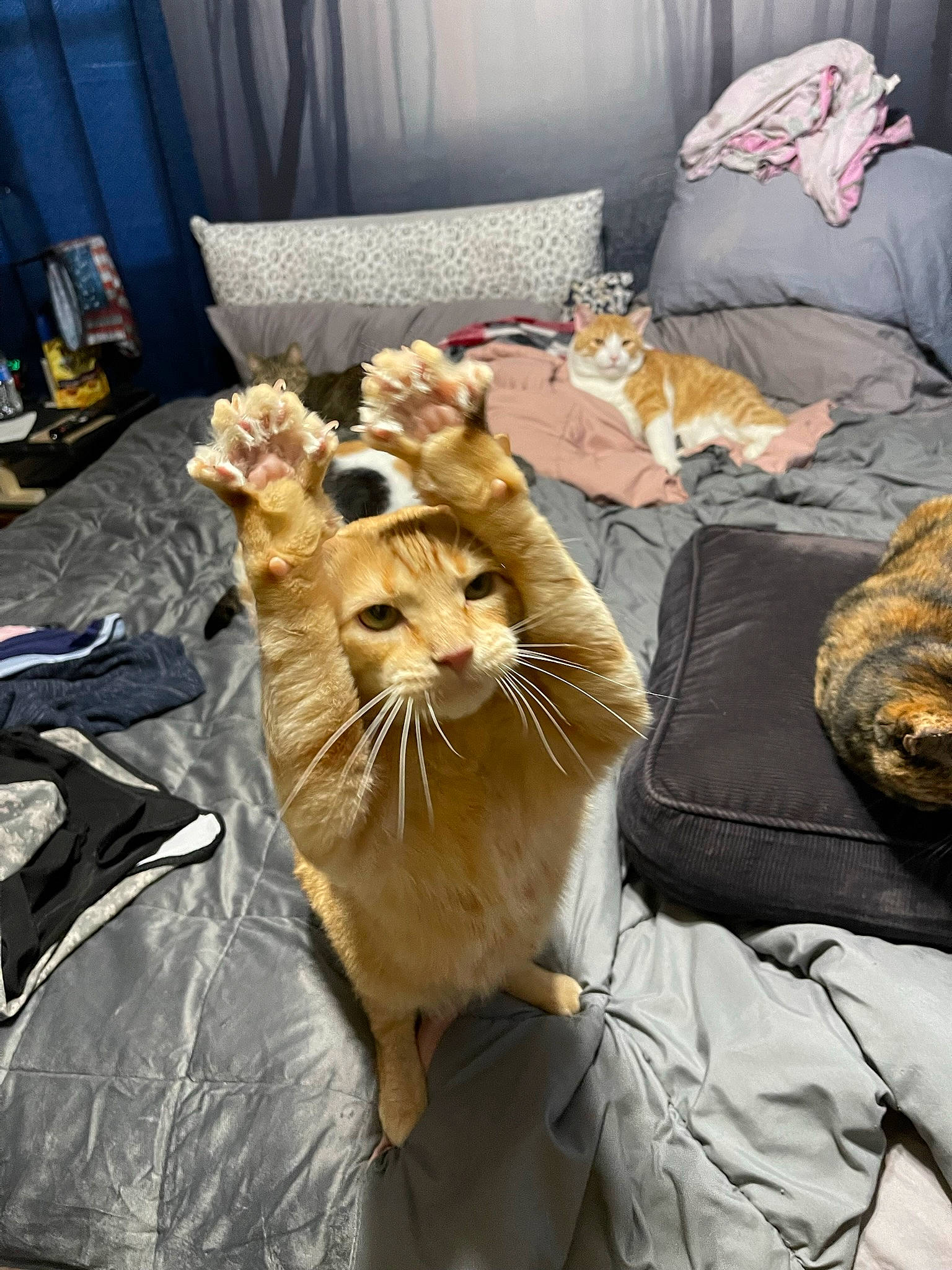 Boozer is registered to the contest to win money with this photo: bed, canidae, carnivore, cat, chair, comfort, companion_dog, couch, curtain, domestic_short_haired_cat, fawn, felidae, fur, linens, mammal, nap, room, small_to_medium_sized_cats, sporting_group, whiskers