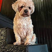 Elfira a rejoint le concours — aidez-le/la à gagner de superbes lots ! animal, black_wall, calm, companion, cream_color, cute, dog, ears, fluffy, fur, indoor, looking_down, paw, pet, portrait, sitting, small_dog, snout, stairs, textured_surface