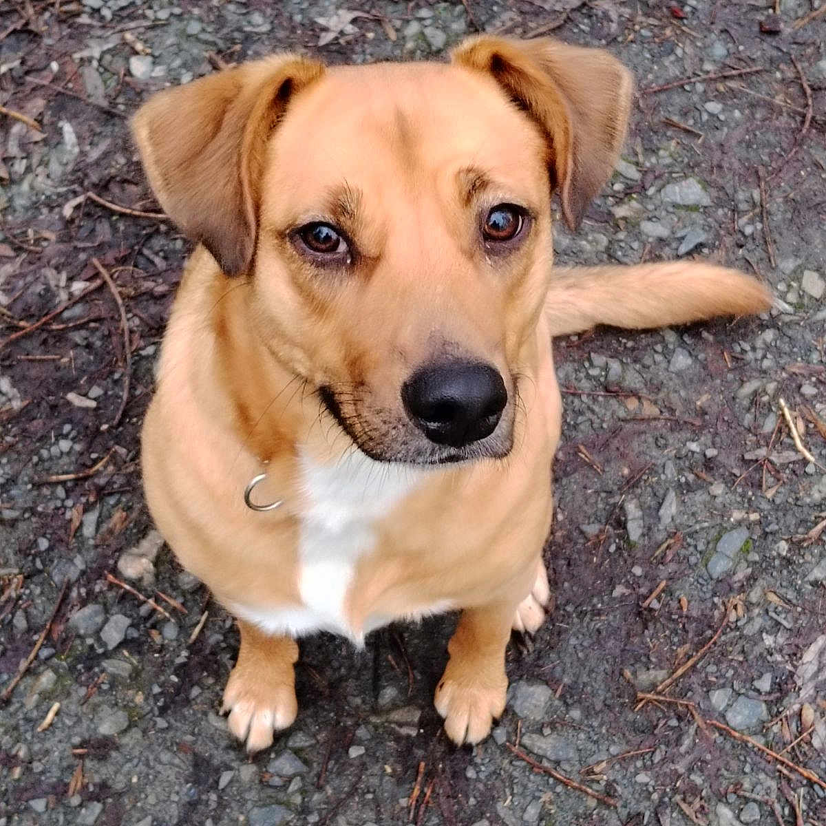 Gaia a rejoint le concours — aidez-le/la à gagner de superbes lots ! accessories, animal, beagle, boxer, bulldog, canine, collar, dog, goldenretriever, hound, labradorretriever, leash, pebble, pet, puppy, rock, slate, snout, soil, strap