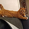 animal, cat, couch, cozy, curious, ears, feline, furniture, ginger_cat, home, indoor, living_room, mammal, orange_fur, pet, relaxed, stretching, tail, whiskers, white_paws