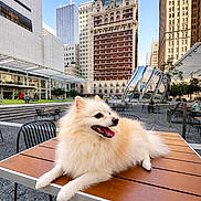 Bibi Alvarado joined the competition — help win amazing prizes! architecture, buildings, city, daytime, dog, fluffy, metal_chair, outdoor, pavement, pet, plaza, pomeranian, portrait, public_space, relaxing, sky, skyscraper, table, tongue, urban