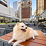 architecture, buildings, city, daytime, dog, fluffy, metal_chair, outdoor, pavement, pet, plaza, pomeranian, portrait, public_space, relaxing, sky, skyscraper, table, tongue, urban