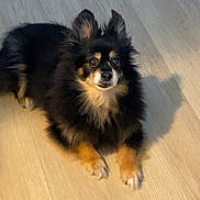 Ringo is registered to the contest to win money with this photo: dog, pet, animal, fur, black, tan, floor, wooden_floor, indoor, small_dog, long_fur, ears, paws, shadow, cute, alert, laying_down, companion, domestic_animal, canine