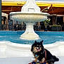 Ringo is registered to the contest to win money with this photo: dog, fountain, water, bench, leash, bandana, outdoor, sunny, dolphin_sculpture, plaza, pet, animal, happy, black_and_tan, tongue_out, decorative_fountain, water_spray, table, chair, plant