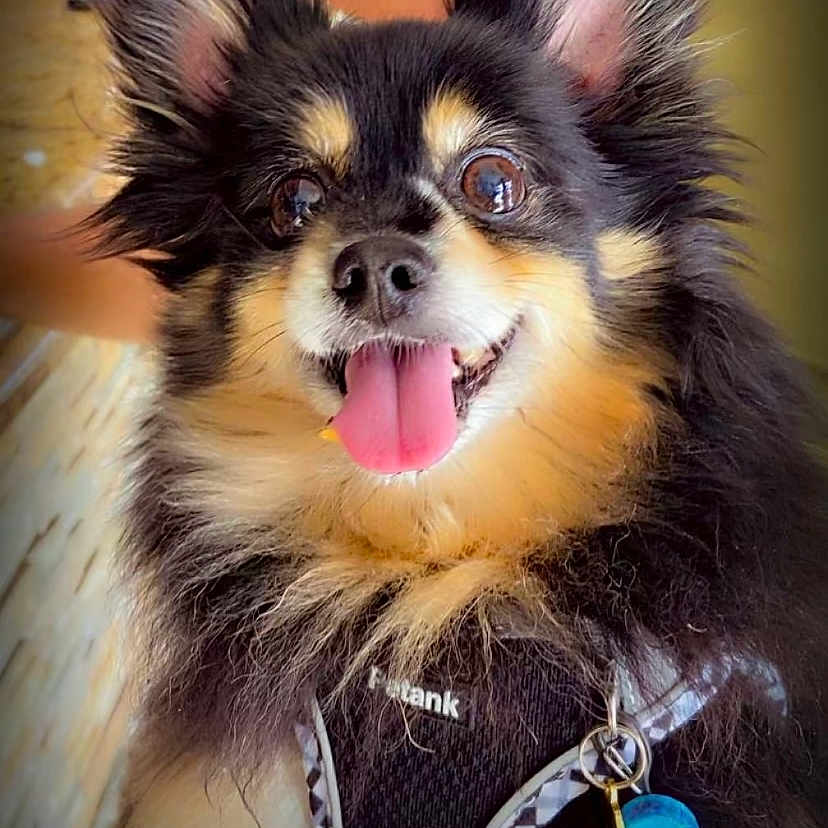 Ringo joined the competition — help win amazing prizes! animal, black_and_tan, canine, close_up, collar, companion, cute, dog, domestic_animal, ears_up, fluffy, furry, happy, harness, indoor, pet, portrait, small_dog, tag, tongue_out