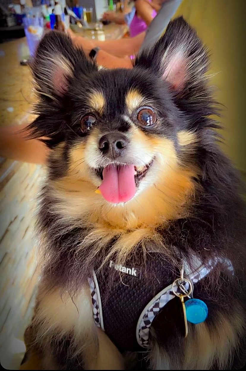Ringo joined the competition — help win amazing prizes! dog, fluffy, tongue_out, harness, indoor, pet, black_and_tan, small_dog, happy, close_up, animal, canine, furry, tag, collar, ears_up, cute, domestic_animal, companion, portrait