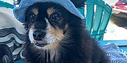 Ringo joined the competition — help win amazing prizes! dog, small_dog, fluffy_fur, blue_visor, sitting, towel, outdoor, waterfront, calm_water, clear_sky, turquoise_chair, summer, pet, cute, relaxed, animal, companion, portrait, sun_protection, vacation